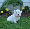 Puppies for sale Turkmenistan, Turkmenabad English Bulldog