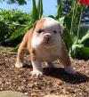 Puppies for sale Turkmenistan, Ashgabat English Bulldog