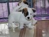 Puppies for sale Sweden, Helsingborg Jack Russell Terrier