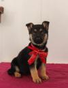 Puppies for sale Azerbaijan, Lankaran German Shepherd Dog