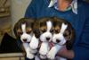 Puppies for sale Ireland, Dublin Beagle