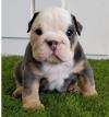 Puppies for sale Tajikistan, Istaravshan English Bulldog