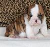 Puppies for sale Moldova, Bender English Bulldog