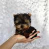 Puppies for sale Ireland, Dublin Yorkshire Terrier, Puppies