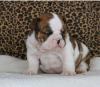 Puppies for sale Armenia, Vanadzor English Bulldog