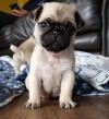 Puppies for sale Turkmenistan, Dashoguz Pug