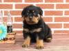 Puppies for sale Canada, Ontario, Toronto Rottweiler