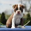 Puppies for sale Kyrgyzstan, Osh Boston Terrier