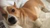 Puppies for sale Ireland, Dublin Other breed, CORGIS