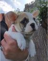 Puppies for sale Belarus, Gomel English Bulldog