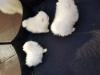 Puppies for sale Estonia, Kohtla-Jarve Pomeranian Spitz