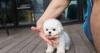 Puppies for sale Armenia, Vanadzor Bichon