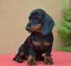 Puppies for sale Kazakhstan, Rudni Dachshund