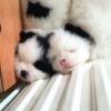 Puppies for sale Sweden, Goteborg Pomeranian Spitz