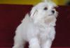 Puppies for sale Ireland, Dublin Maltese, Puppies