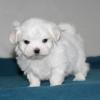 Puppies for sale Ireland, Dublin Maltese