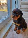 Puppies for sale Kazakhstan, Pavlodar Rottweiler