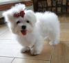 Puppies for sale Germany, Zwickau Maltese