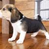Puppies for sale United Kingdom, Nottingham Beagle
