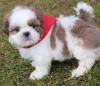 Puppies for sale Ukraine, Kirovograd Shih Tzu