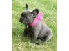Puppies for sale Austria, Vienna French Bulldog, reinrassige französische Bulldogge Welpen