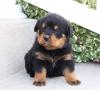 Puppies for sale Ukraine, Dnipropetrovsk Rottweiler