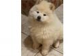 Puppies for sale Ukraine, Kharkiv Chow Chow