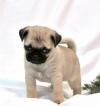 Puppies for sale Ireland, Cork Pug