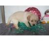 Puppies for sale Russia, CA Golden Retriever