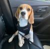 Puppies for sale Ireland, Dublin Beagle