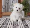 Puppies for sale Moldova, Balti Maltese