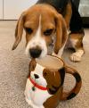 Puppies for sale Ireland, Dublin Beagle