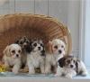 Puppies for sale Tajikistan, Istaravshan , Cavachon