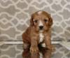 Puppies for sale Belarus, Mogilev , cavapoo