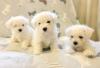 Puppies for sale Russia, Moscow Bichon