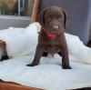 Puppies for sale Turkmenistan, Ashgabat Labrador Retriever