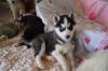 Puppies for sale Belarus, Minsk Haski