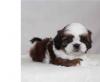 Puppies for sale Finland, Kuopio Shih Tzu