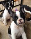 Puppies for sale USA, California, San Francisco French Bulldog