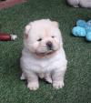 Puppies for sale Greece, Patra Chow Chow