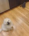 Puppies for sale Finland, Lapperanta Chow Chow