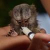 Puppies for sale Moldova, Balti , Monkeys