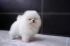 Puppies for sale Finland, Tampere Pomeranian Spitz