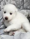 Puppies for sale Russia, Nizhniy Tagil , Pomsky