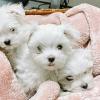 Puppies for sale Netherlands, Amsterdam Maltese