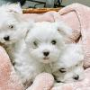 Puppies for sale Czech Republic, Ostrava Maltese