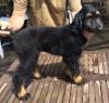 Puppies for sale Greece, Athens Afghan Hound