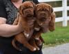 Puppies for sale Greece, Athens Bordeaux Dog