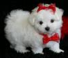 Puppies for sale Greece, Heraklion Maltese