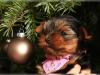 Puppies for sale Greece, Heraklion Yorkshire Terrier